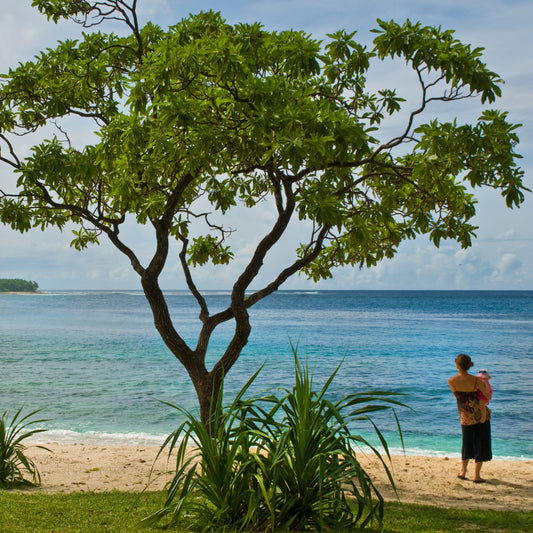 Tamanu oil for skin care derives from Vanuatu's tamanu tree